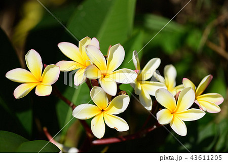 黄色のプルメリア 43611205