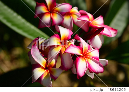 赤色のプルメリア 43611206