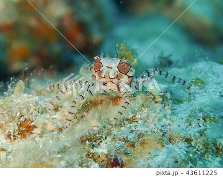 キンチャクガニ 水中写真 キンチャクガニ 水中写真 43611225