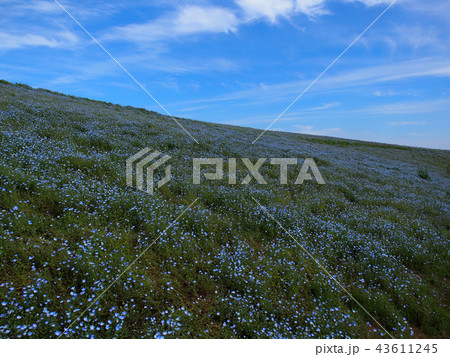 茨城県国営ひたち海浜公園のネモフィラの丘 茨城県国営ひたち海浜公園のネモフィラの丘 43611245