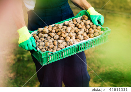 Man holding box full of walnuts Man holding box full of walnuts 43611331