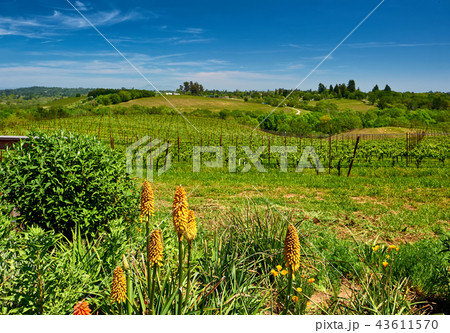 Vineyards in California, USA 43611570