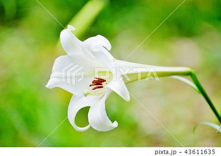 タカサゴユリ 43611635