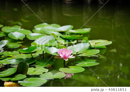 ピンクのスイレン 43611651