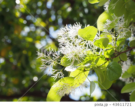 逆光の中のアオダモの花と葉 43611721