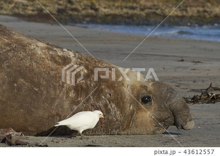 Battle scarred male Southern Elephant Seal  43612557