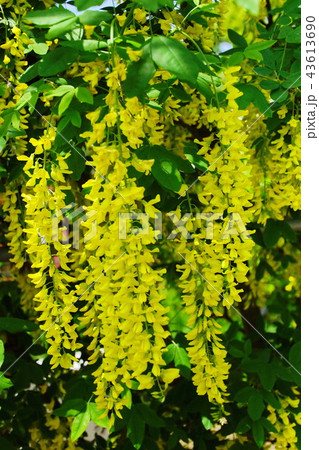 黄藤の花 ／ 黄フジの花　（ 栃木県 足利市 ） 43613690