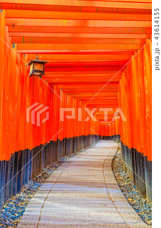 京都　伏見稲荷大社　千本鳥居 43614155