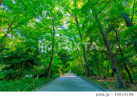 京都 下鴨神社 糺の森の写真素材