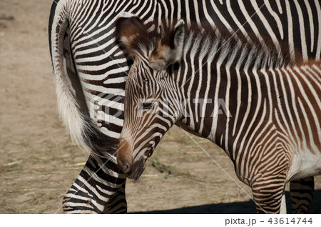 little zebra with mother in the savannah 43614744