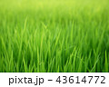 Green seeding rice field 43614772