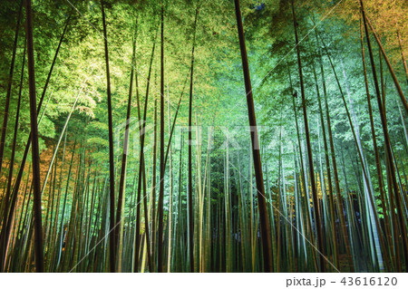 竹　イルミネーション 43616120