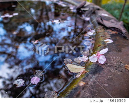 桜の花びら 桜の花びら 43616596