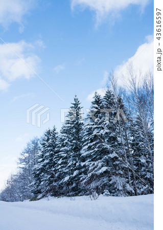 雪化粧した松林 雪化粧した松林 43616597