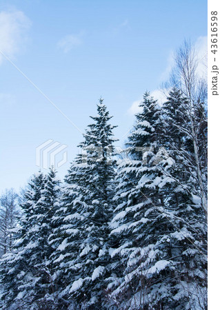 雪化粧した松林 43616598