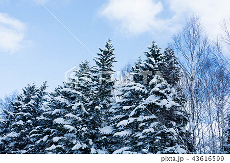 雪化粧した松林 雪化粧した松林 43616599