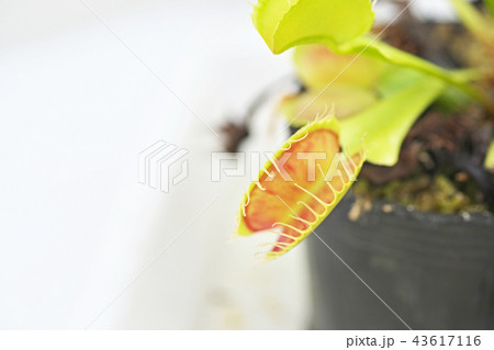 口を開いて昆虫を待つハエトリグサ 43617116