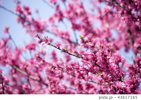 キクモモ 43617165