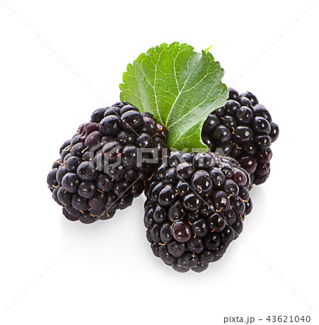mulberries fruit and mulberry leaf on white mulberries fruit and mulberry leaf on white 43621040