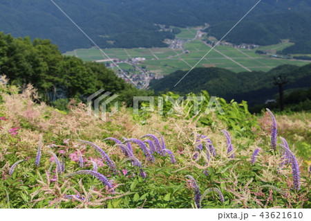 天空の植物園　天空の高山植物園　五竜高山植物園　高山植物園遊歩道からの眺望　 43621610