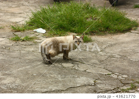 white cat on the street white cat on the street 43621770