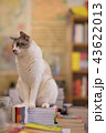 海外 書店の猫 43622013