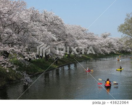 桜が咲くつくばみらい市の福岡堰 43622064