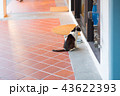 通りに佇む猫 43622393