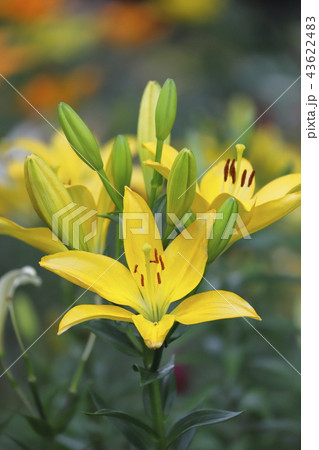 ところざわゆり園 黄色いユリ ところざわゆり園 黄色いユリ 43622483