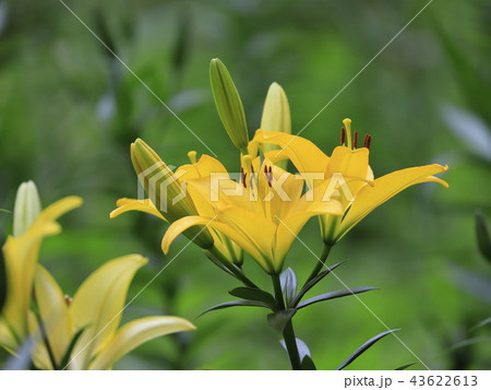 ところざわゆり園 黄色いユリ ところざわゆり園 黄色いユリ 43622613
