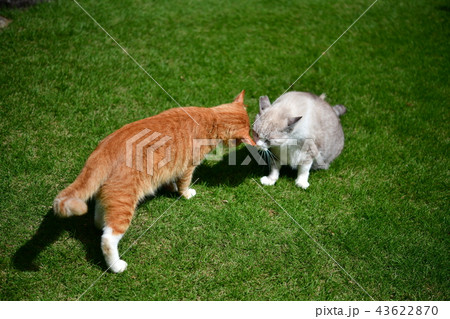 ご挨拶。茶トラ白ソックス猫と白灰色猫。地域猫 ご挨拶。茶トラ白ソックス猫と白灰色猫。地域猫 43622870