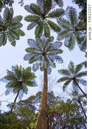 ヒカゲヘゴ ヒカゲヘゴ 43623357