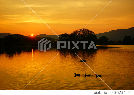 平池緑地公園夕暮れ 平池緑地公園夕暮れ 43623416