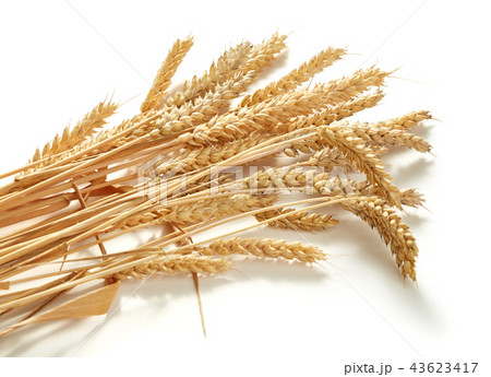 ears of wheat 43623417
