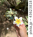 ハワイ  レイ　花　１輪　黄色 43623818