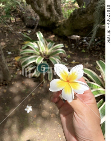 ハワイ  レイ　花　１輪　黄色 43623818