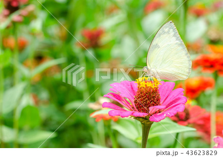 Butterflies pollinate Zinnia flower in outdoor 43623829