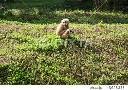 White gibbon 43623833