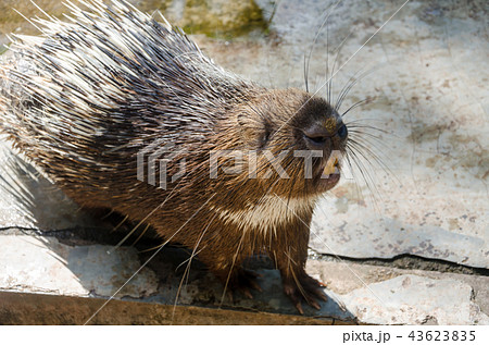 齧齒類ページ ❤️ 啮齿目Rodentia 蓝色动物学（中国动物学科普）