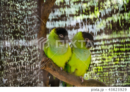 Lovebird Lovebird 43623929