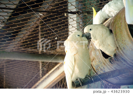 Cockatoo bird (Cacatua galerita) 43623930