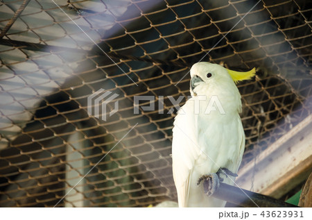 Cockatoo bird (Cacatua galerita) 43623931