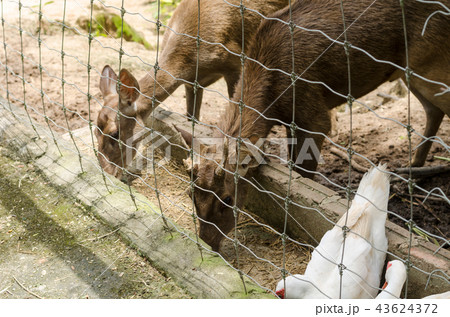 deer in farm at Chiang Rai,Thailand deer in farm at Chiang Rai,Thailand 43624372