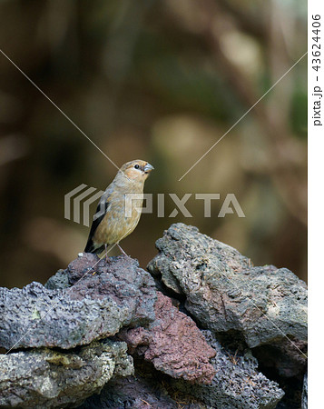 岩の上のウソの雌 岩の上のウソの雌 43624406