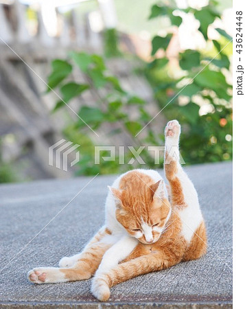 猫 43624448