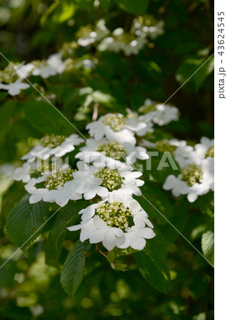 ヤブデマリ 43624545