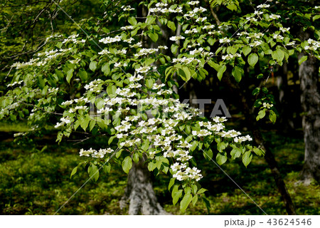 ヤブデマリ ヤブデマリ 43624546