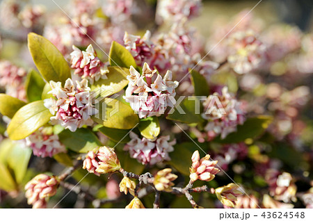 ジンチョウゲ 43624548