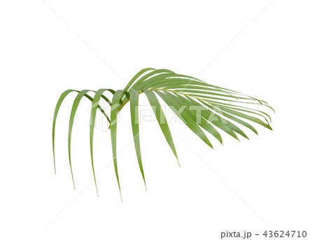 green palm leaf on white background 43624710