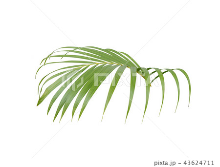 green palm leaf on white background 43624711